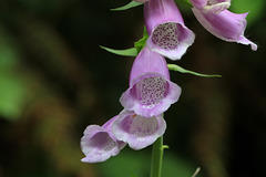 Foxglove