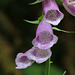 Foxglove