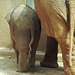20210729 2245CPw [D~OS] Asiatischer Elefant, Zoo Osnabrück