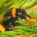 Die Erdhummel musste mal raus aus ihren Loch :))  The earth bumblebee had to get out of its hole :))   Le bourdon terrestre devait sortir de son trou :))