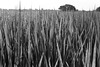 Morning dew on rice plant