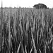 Morning dew on rice plant