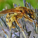 20230719 2550CPw [D~LIP] Kugeldistel, Gelbbindige Furchenbiene (Halictus scabiosae), Bad Salzuflen
