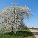Blütenfarbe Weiss