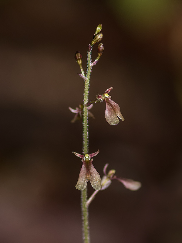 Neottia smallii (Appalachian Twayblade orchid) formerly known as Listera smallii -- unusual reddish color