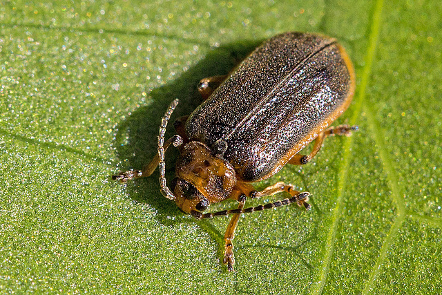 20160703 2018VRMw [D~RI] Seerosen-Blattkäfer (Galerucella nymphaeae), Rinteln