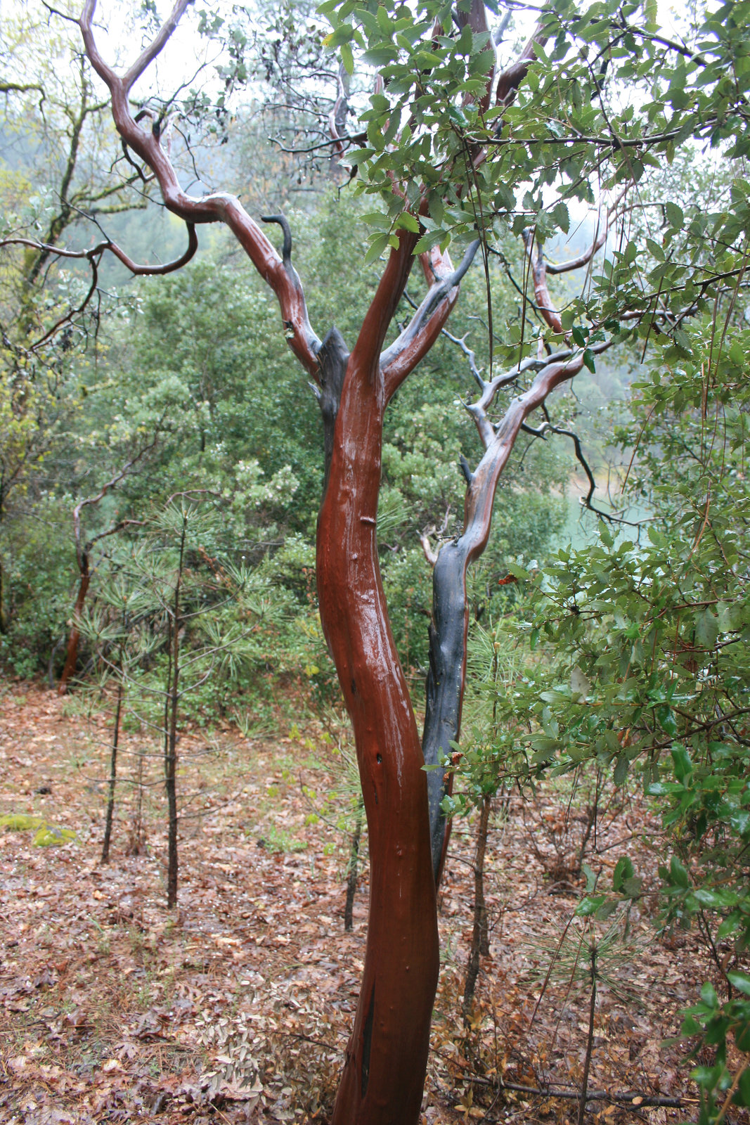 Madrone