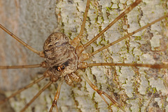 EF7A9980Harvestman