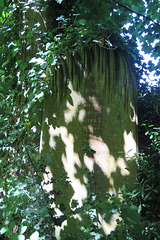 arnos vale cemetery (88)