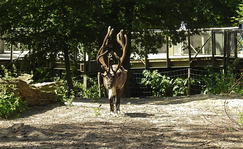 20210729 2249CPw [D~OS] Rentier, Zoo Osnabrück