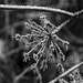 beauté hivernale