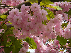 pink cherry blossom