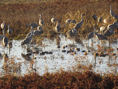 Sandhill cranes & ducks