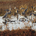 Sandhill cranes & ducks