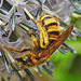 20230719 2551CPw [D~LIP] Kugeldistel, Gelbbindige Furchenbiene (Halictus scabiosae), Bad Salzuflen