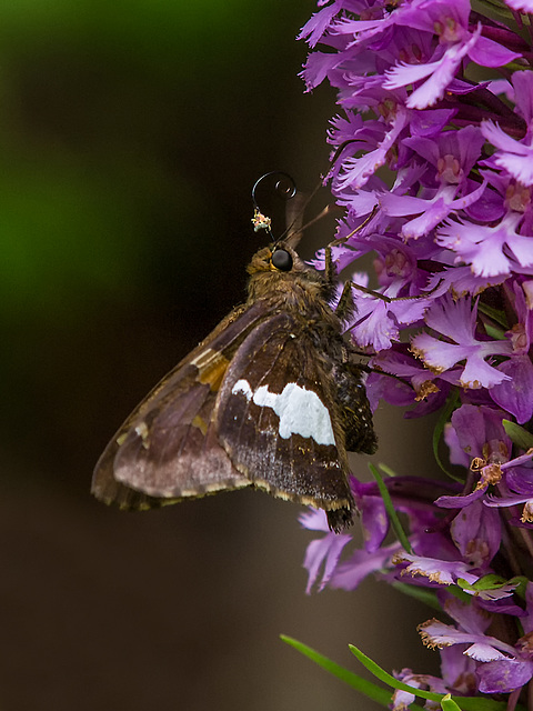 Epargyreus clarus (Silver-spotted Skipper) pollinating Platanthera psycodes (Small Purple Fringed orchid)