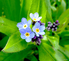 Jardin bleu...