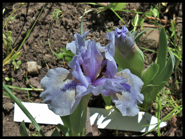 Iris St-Aubin-Sur- Mer (2)