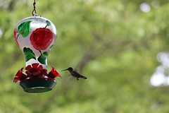 Im almost there...mmmm!   Hummingbird....my garden