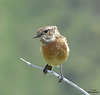 Ortolan Bunting?