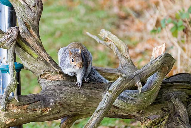 Squirrel