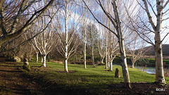 Himalayan Birch in winter