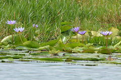 Uganda, Lotuses on the Wetlands of Mabamba