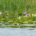 Uganda, Lotuses on the Wetlands of Mabamba