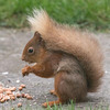 One of Blondie's babies, judging by the tail colouring