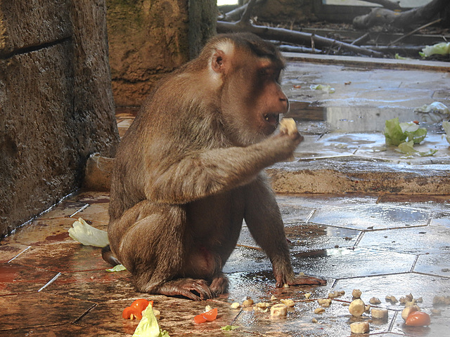 20210729 2212CPw [D~OS] Schweinsaffe (Macaca nemestrina), Zoo Osnabrück