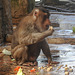 20210729 2212CPw [D~OS] Schweinsaffe (Macaca nemestrina), Zoo Osnabrück