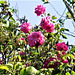 Some wild roses appearing above the honeysuckle