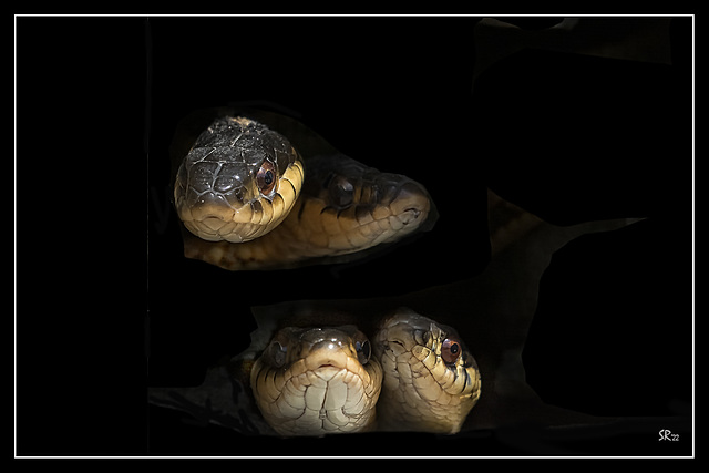 Garter snakes in Black.