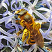 20230719 2552CPw [D~LIP] Kugeldistel, Gelbbindige Furchenbiene (Halictus scabiosae), Bad Salzuflen