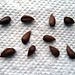 Apple Seeds