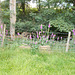 waf - foxgloves