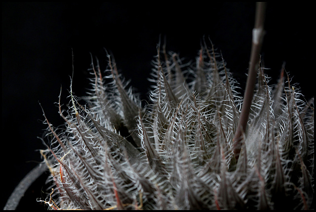 Haworthia bolusii (3)