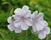 veiny geranium