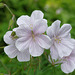 veiny geranium