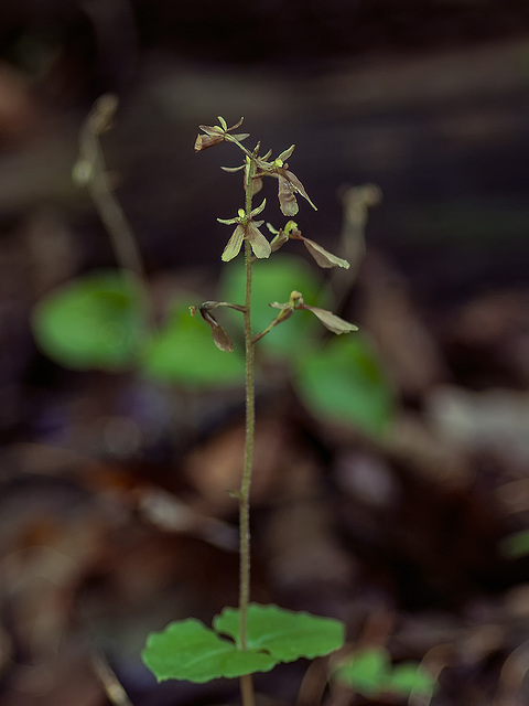 Neottia smallii (Appalachian Twayblade orchid) formerly known as Listera smallii