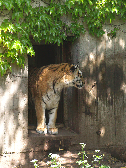 Tigers, 1