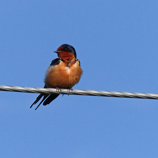 Barn Swallow