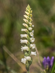 Spiranthes ochroleuca (Yellow Ladies'-tresses orchid)