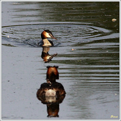 Couple de grèbes huppé