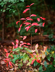 red and green