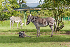 Zebra and foal