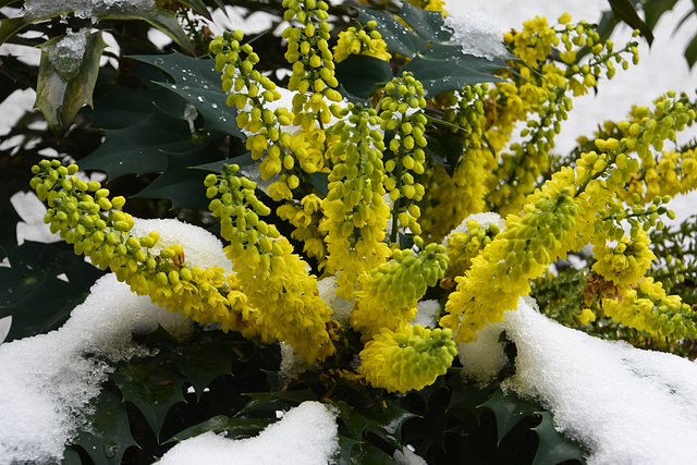 Mahonia Wintersun im Schnee