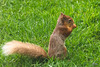 One of Blondie's babies, judging by the tail colouring