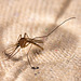 IMG 1189 Mosquitov2