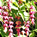 Some flowers on the Himalayan Honeysuckle